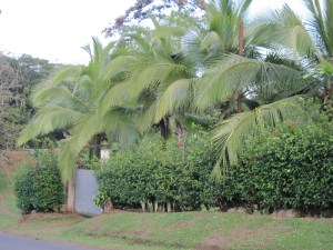 February 2014 - Costa Rica 155